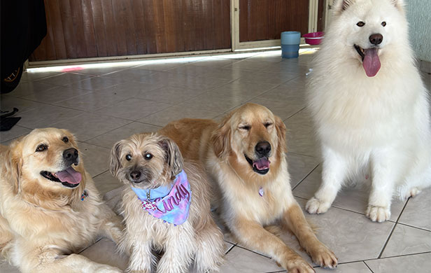Cindy, Snow, Kiara e Amora