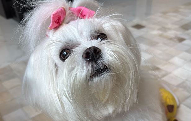 Bella