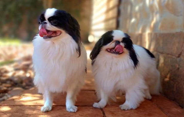 Moti e Nori