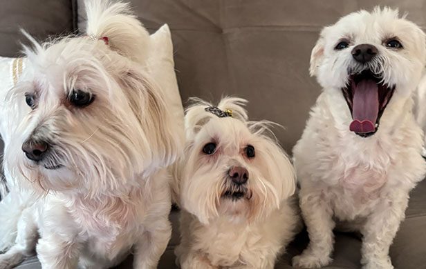 Lili, Lolinha e Tunico